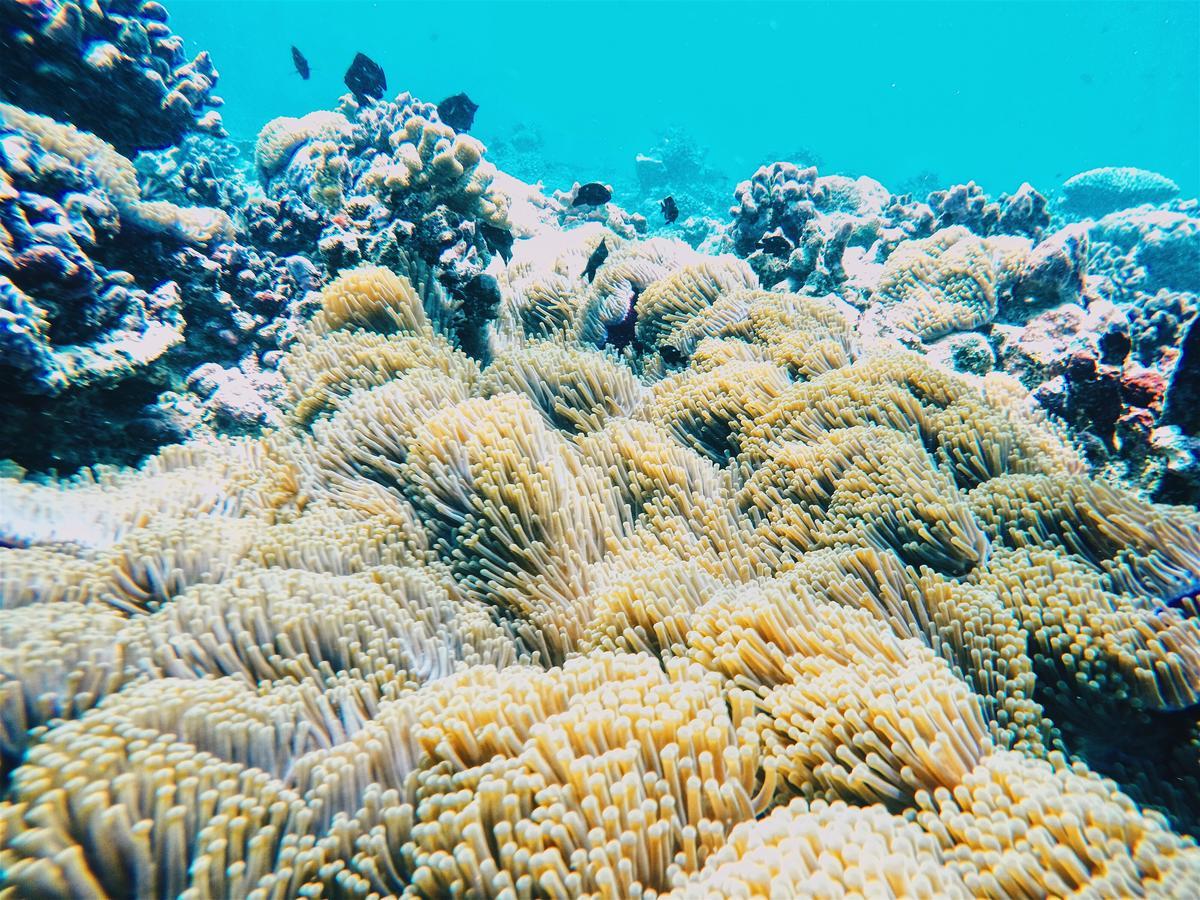 Smera Grand Maamigili Island Екстер'єр фото