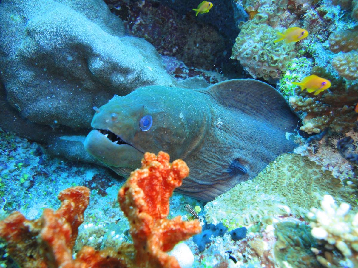 Smera Grand Maamigili Island Номер фото
