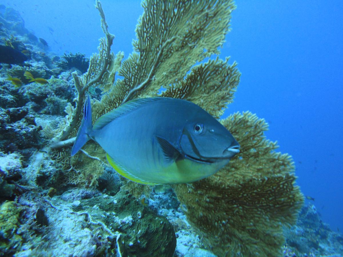 Smera Grand Maamigili Island Номер фото